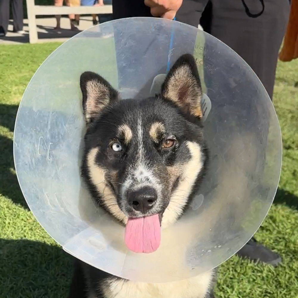 Another dog VCAS helped